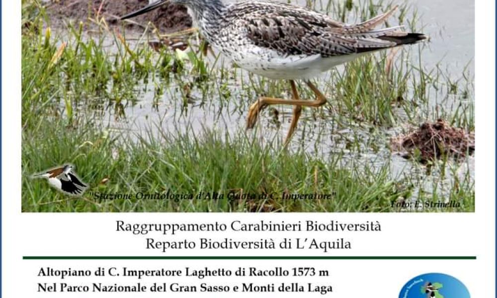 Field Ornithology 2024