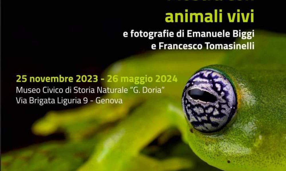 Amphibia - Live animal exhibit